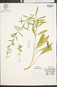 Liatris scabra image