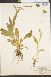 Marshallia obovata var. platyphylla image