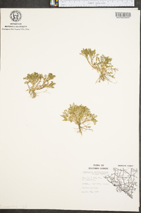 Matricaria discoidea image