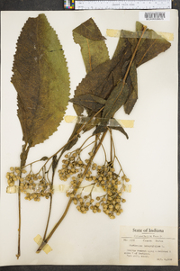 Parthenium integrifolium image