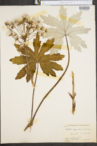 Petasites frigidus var. palmatus image