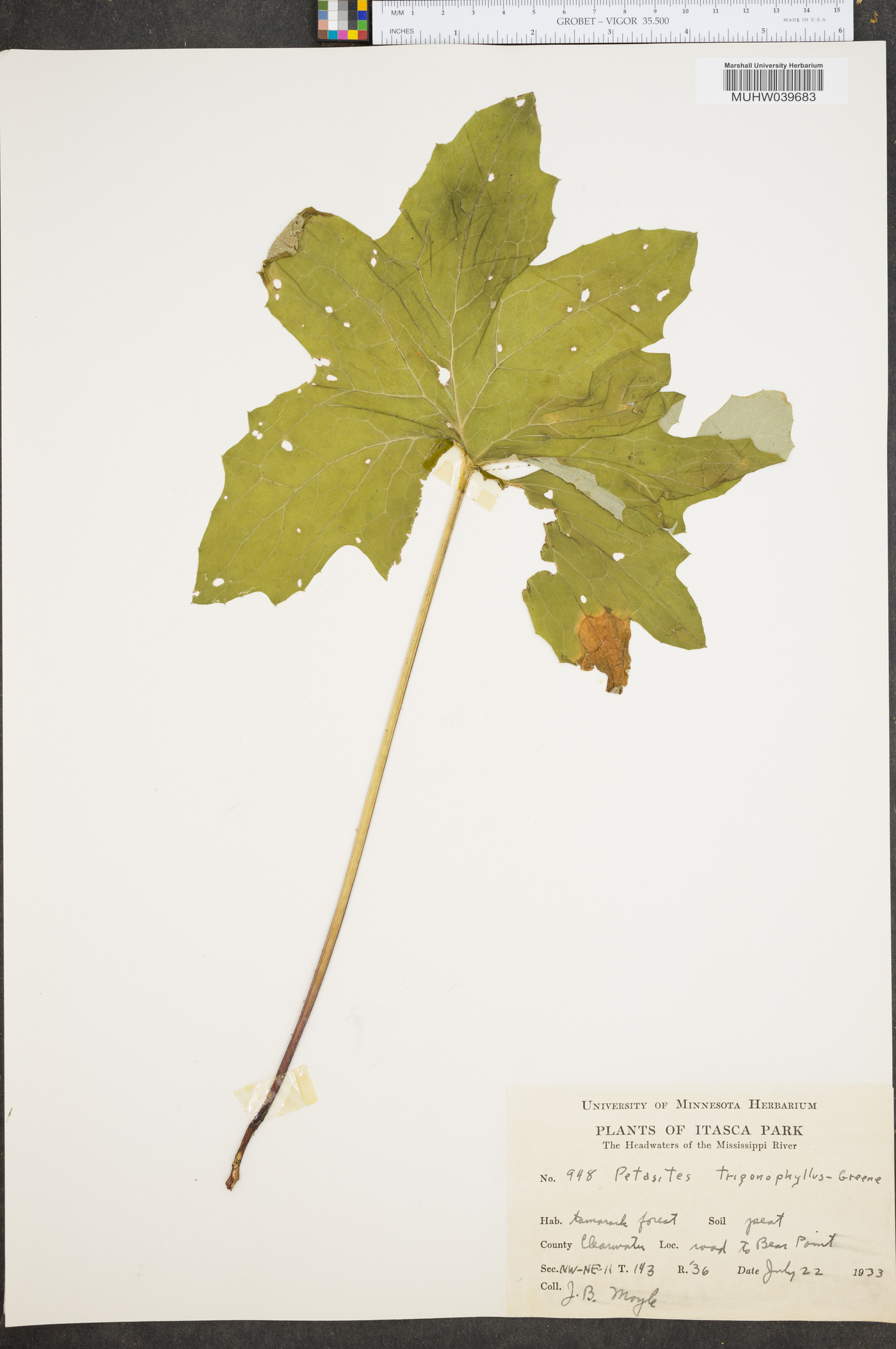 Petasites trigonophylla image