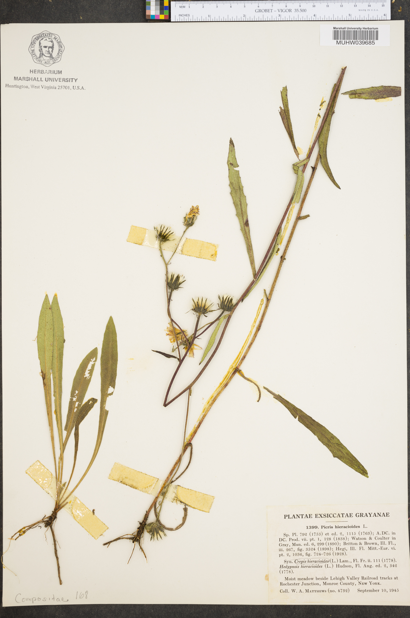 Picris hieracioides image