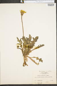 Pyrrhopappus grandiflorus image