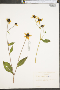 Rudbeckia triloba image