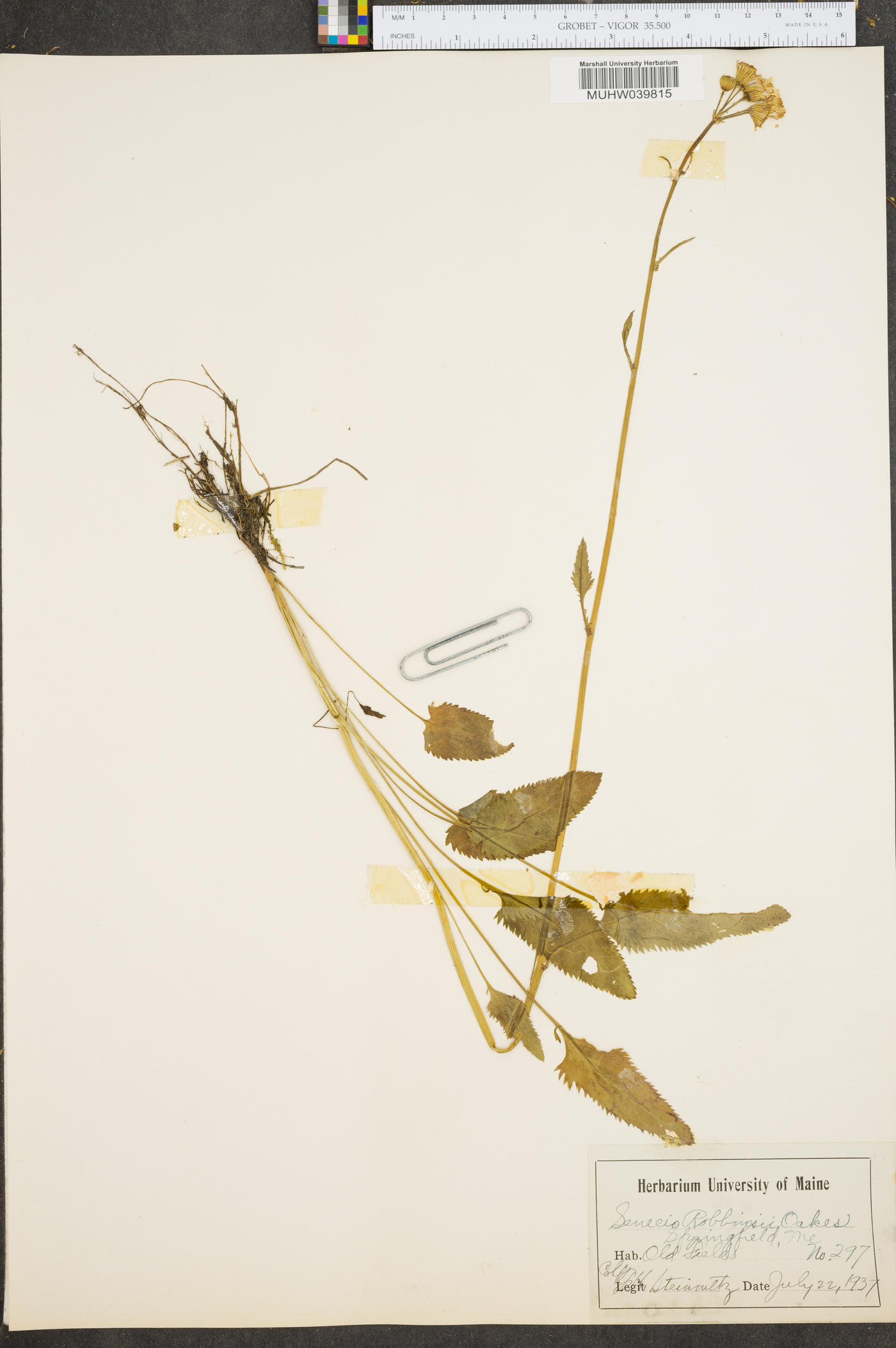 Senecio robbinsii image