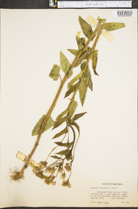 Senecio triangularis image