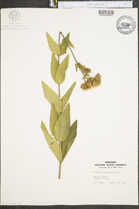 Silphium integrifolium image