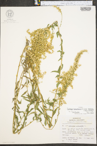 Solidago canadensis var. scabra image