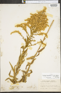 Solidago canadensis var. scabra image