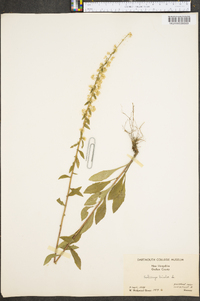 Solidago bicolor image