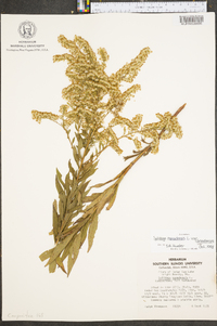 Solidago canadensis var. canadensis image