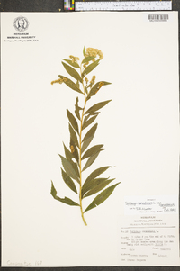 Solidago canadensis var. canadensis image