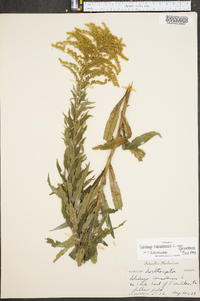 Solidago canadensis var. canadensis image