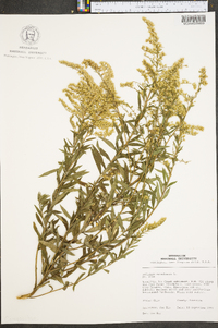 Solidago canadensis var. canadensis image