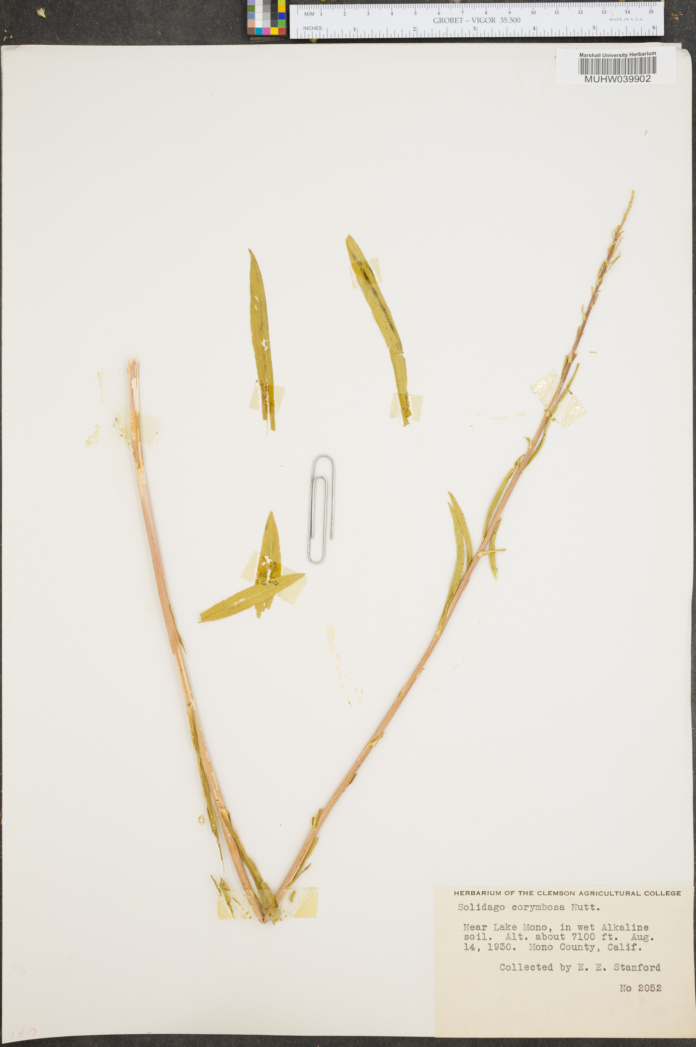 Solidago corymbosa image