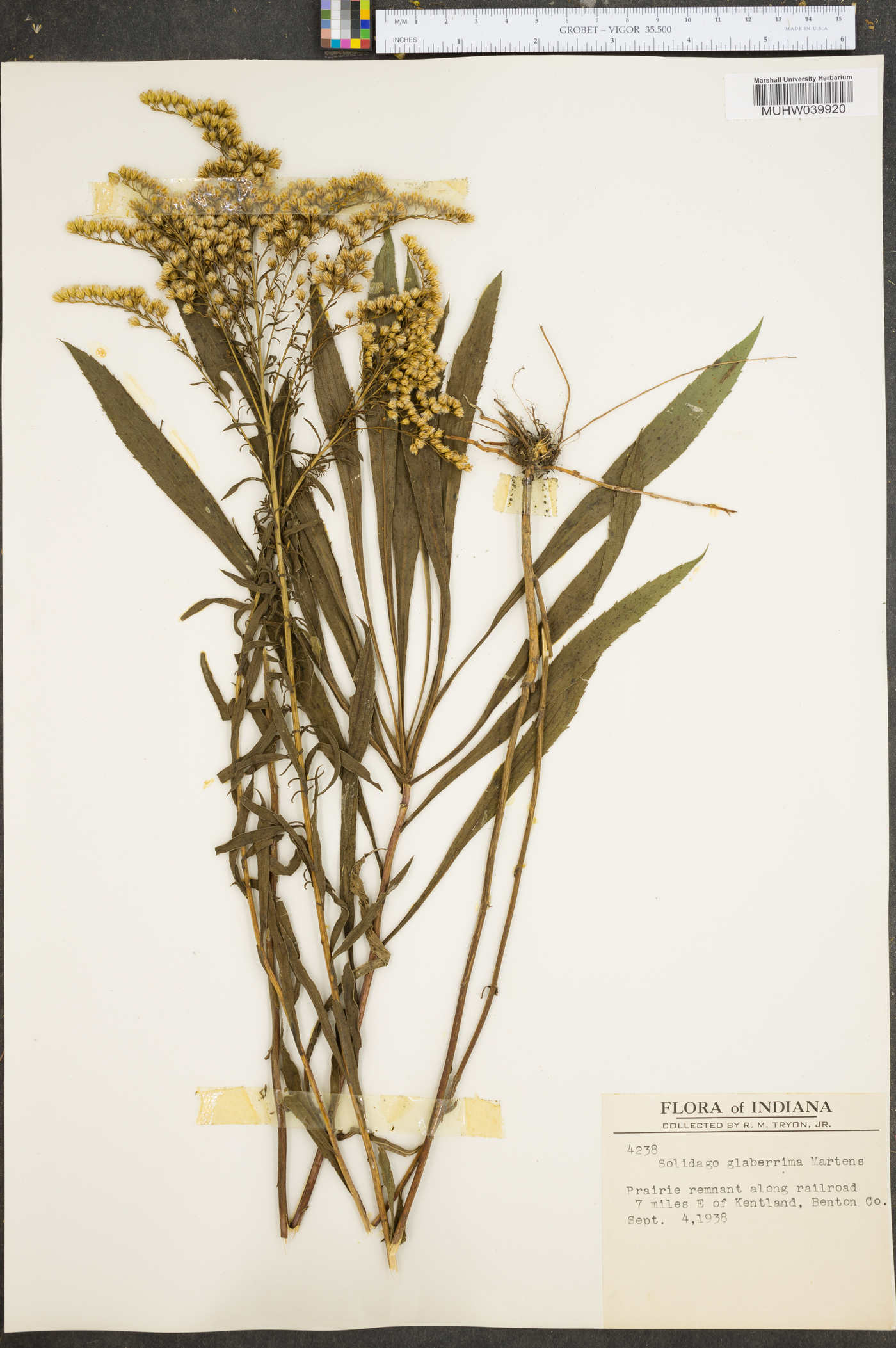 Solidago missouriensis var. fasciculata image
