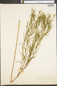 Solidago gymnospermoides image