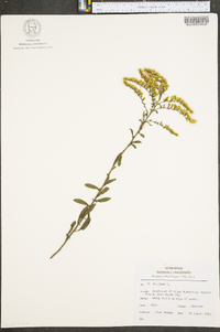 Solidago lepida image