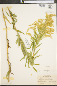 Solidago lepida image