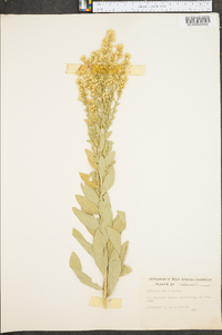 Solidago mollis image