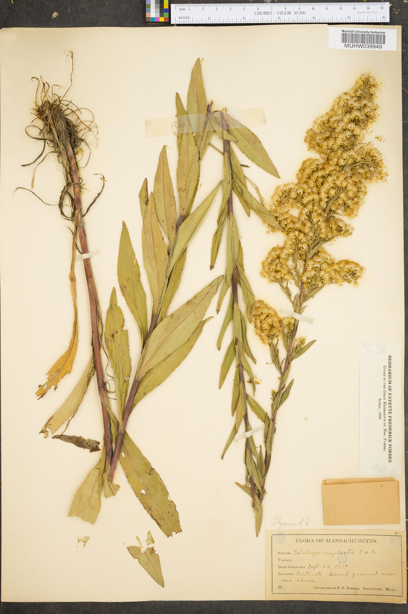 Solidago neglecta image