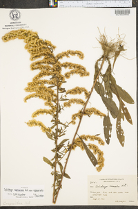 Solidago nemoralis var. nemoralis image