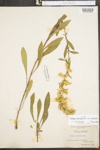 Solidago nemoralis var. nemoralis image