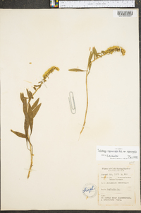 Solidago nemoralis var. nemoralis image