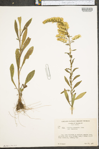 Solidago nemoralis var. nemoralis image