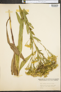 Solidago ohioensis image