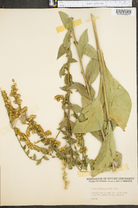 Solidago patula image