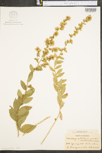 Solidago petiolaris image