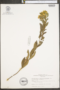 Solidago petiolaris image