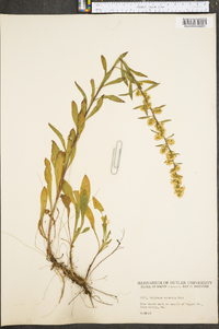 Solidago puberula image