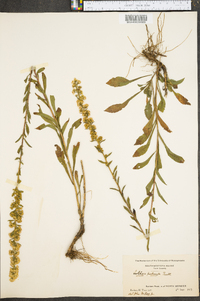 Solidago puberula image