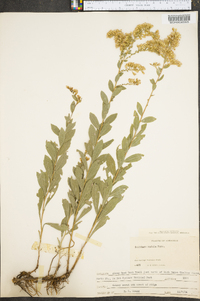 Solidago radula image