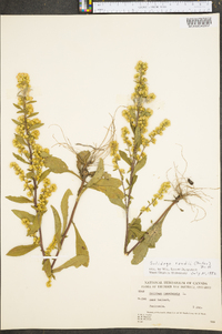 Solidago randii image