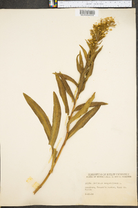 Solidago sempervirens image