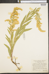 Solidago velutina image