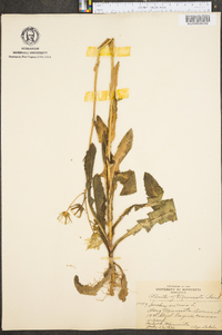 Sonchus arvensis image