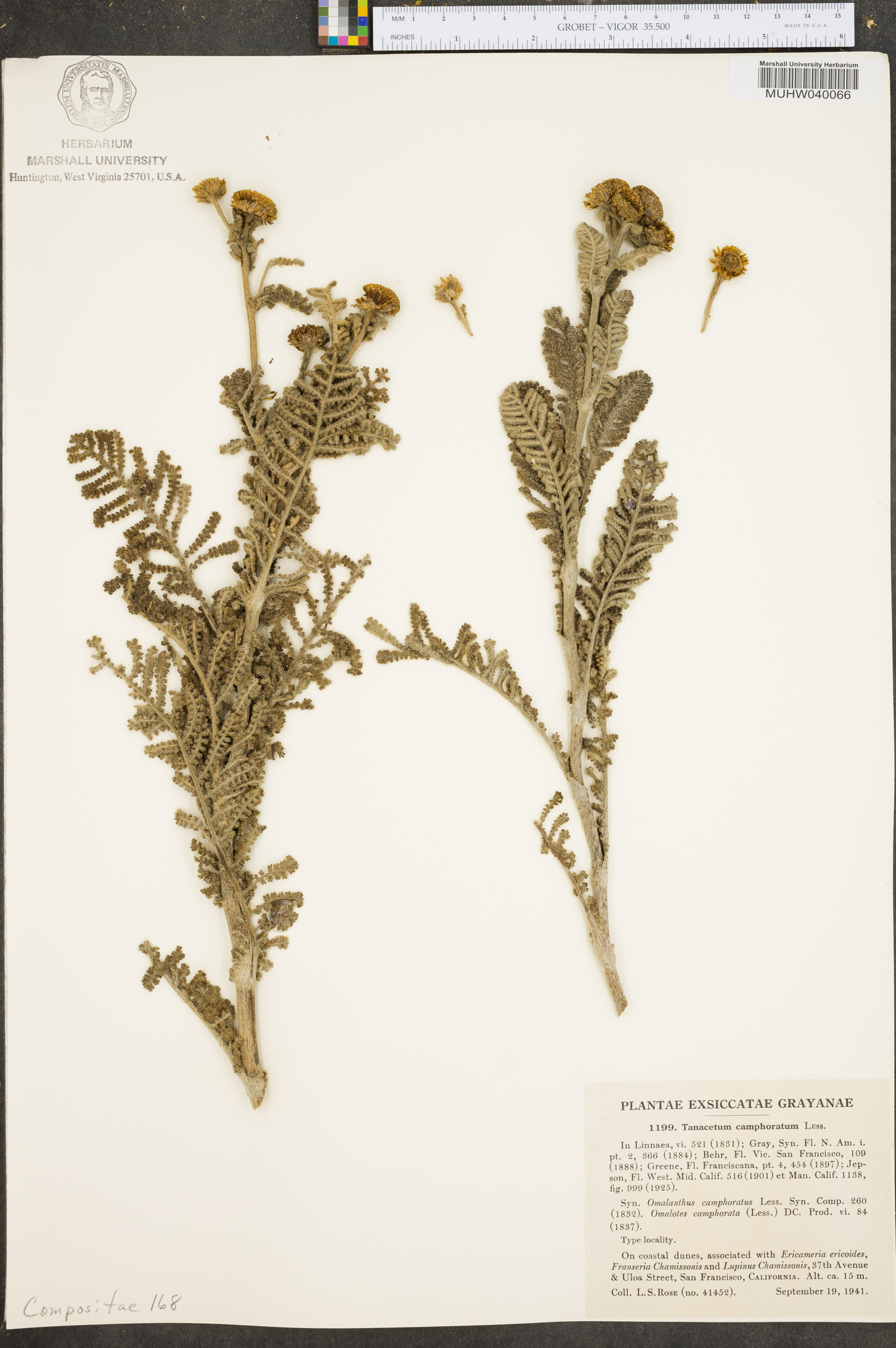 Tanacetum camphoratum image