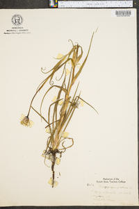 Tragopogon pratensis image