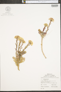 Tussilago farfara image