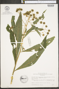 Verbesina alternifolia image