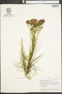 Vernonia lettermannii image