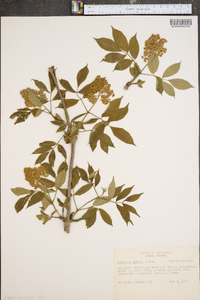 Sambucus racemosa subsp. racemosa image