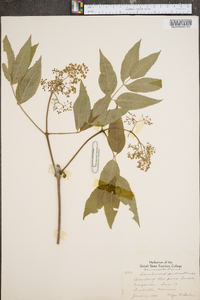 Sambucus racemosa subsp. racemosa image