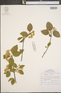 Viburnum lentago image