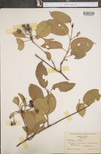 Viburnum lentago image